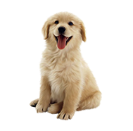 Puppy Food